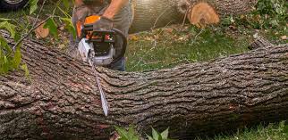 Best Hedge Trimming  in Chinle, AZ