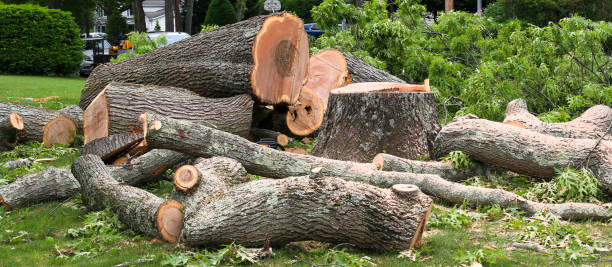Best Tree Removal  in Chinle, AZ