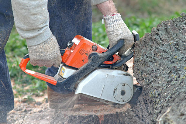 Professional Tree Care in Chinle, AZ