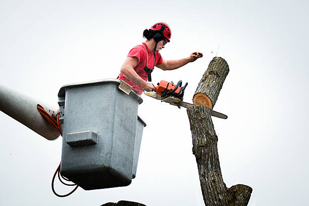Best Tree Cabling and Bracing  in Chinle, AZ