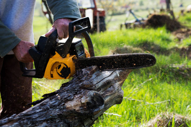Best Emergency Tree Removal  in Chinle, AZ
